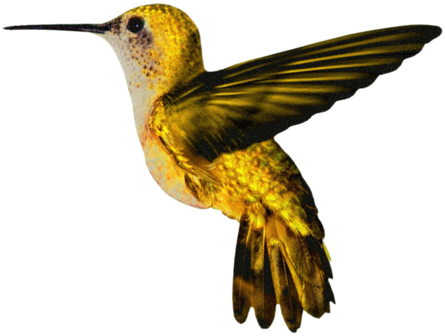 Colorful Yellow HUMMINGBIRD Flying Pose  - WindoCling StickOn Decal Sun Catcher