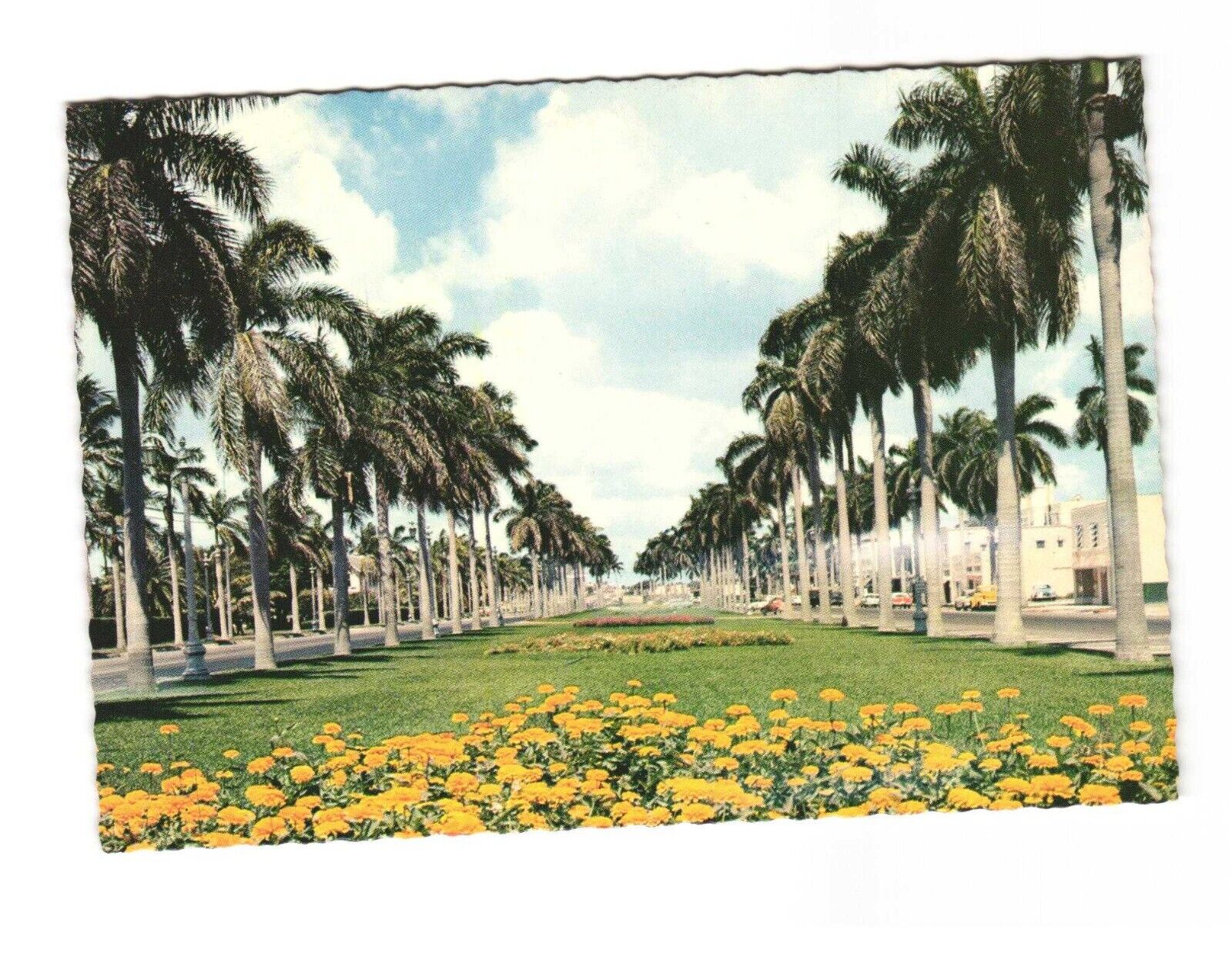Stately Royal Palm Trees Along a Typical Florida Avenue Postcard Unposted 4x6