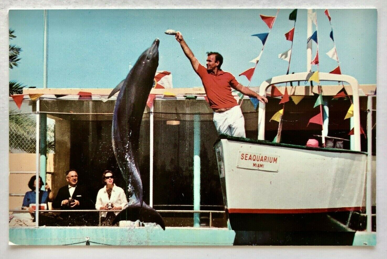 1960s Miami Florida Seaquarium Dolphin Porpoise Jumping for Food FL Postcard Vtg