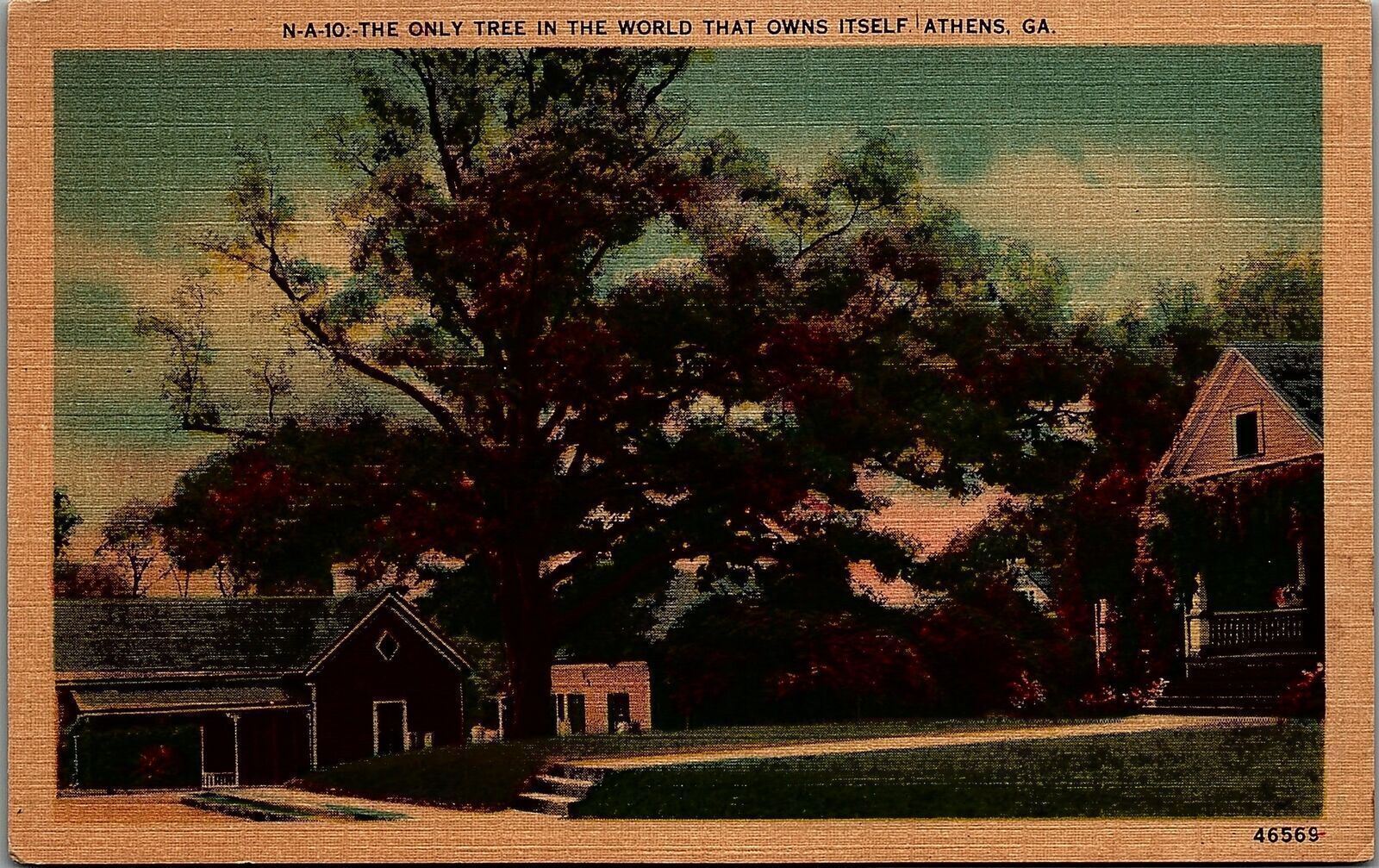 c1940 ATHENS GA ONLY TREE IN WORLD THAT OWNS ITSELF LINEN POSTCARD 34-210