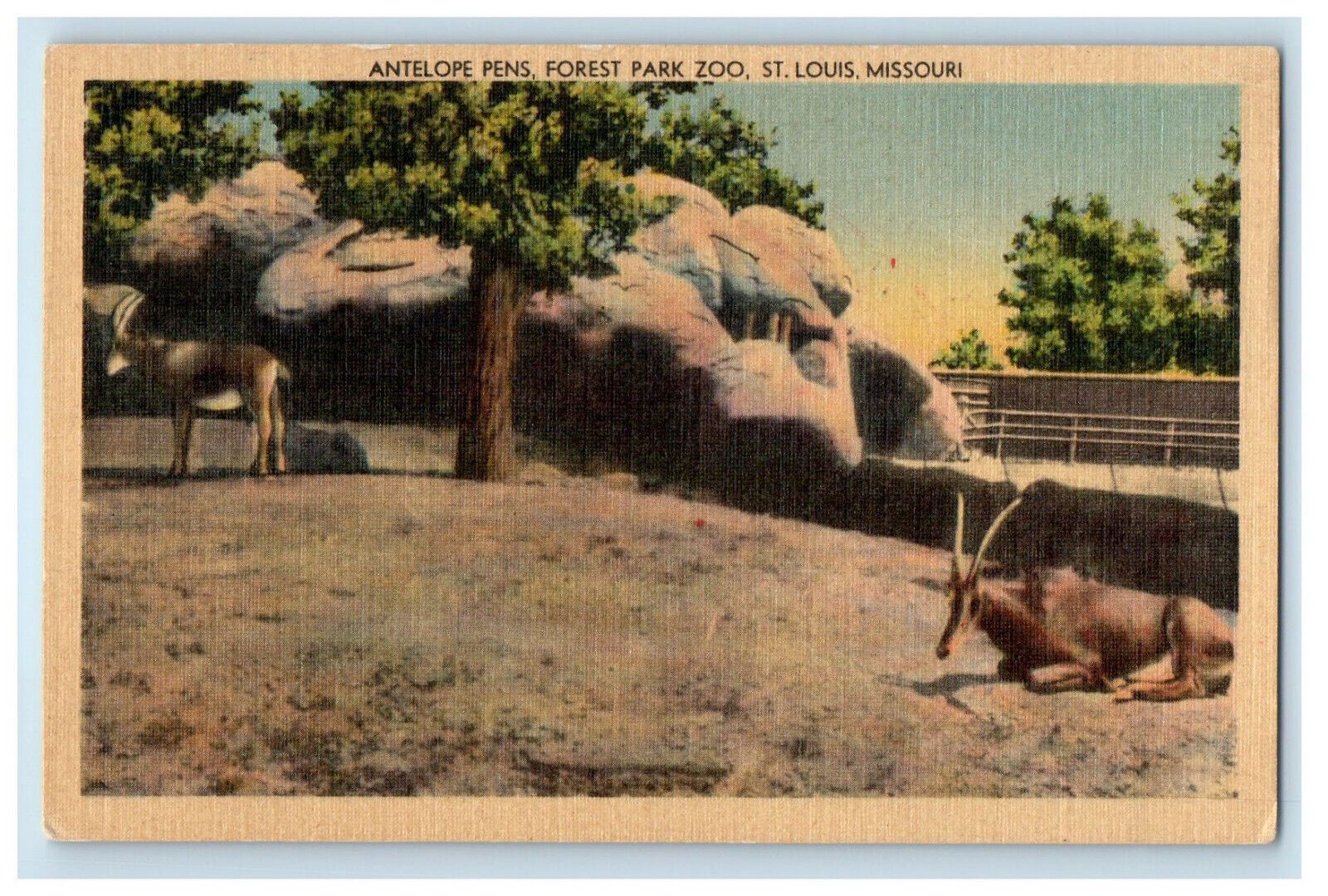 c1930s Antelope Pens, Forest Park Zoo, St. Louis Missouri MO Postcard