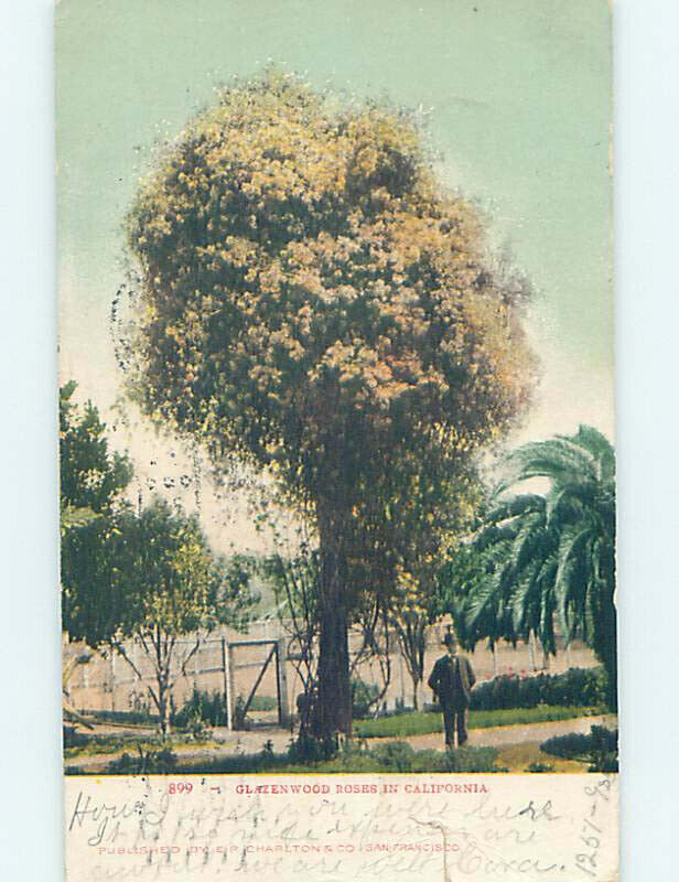 Pre-Chrome CALIFORNIA TREE Postmarked San Diego California CA AH6736