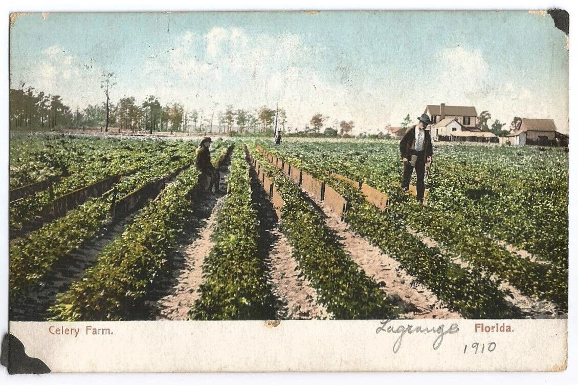 Florida FL Postcard Celery Farm c1905