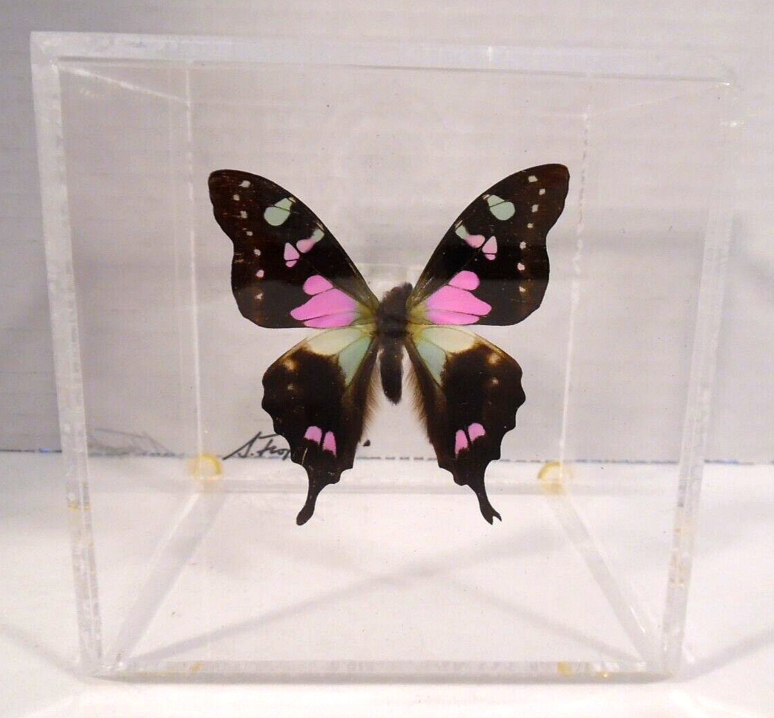 S. (Sam) Trophia Hand Signed Real Mounted Butterfly in an Acrylic Display Case