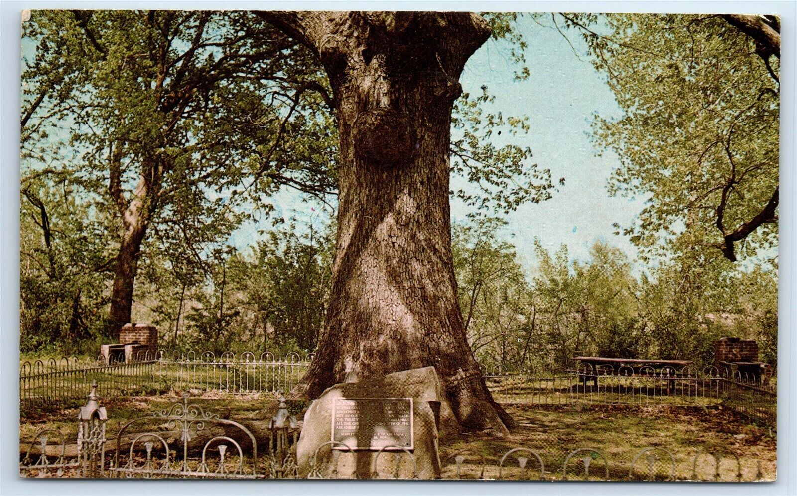 Postcard Historic Council Oak, Dardanelle, Arkansas 1967 J173