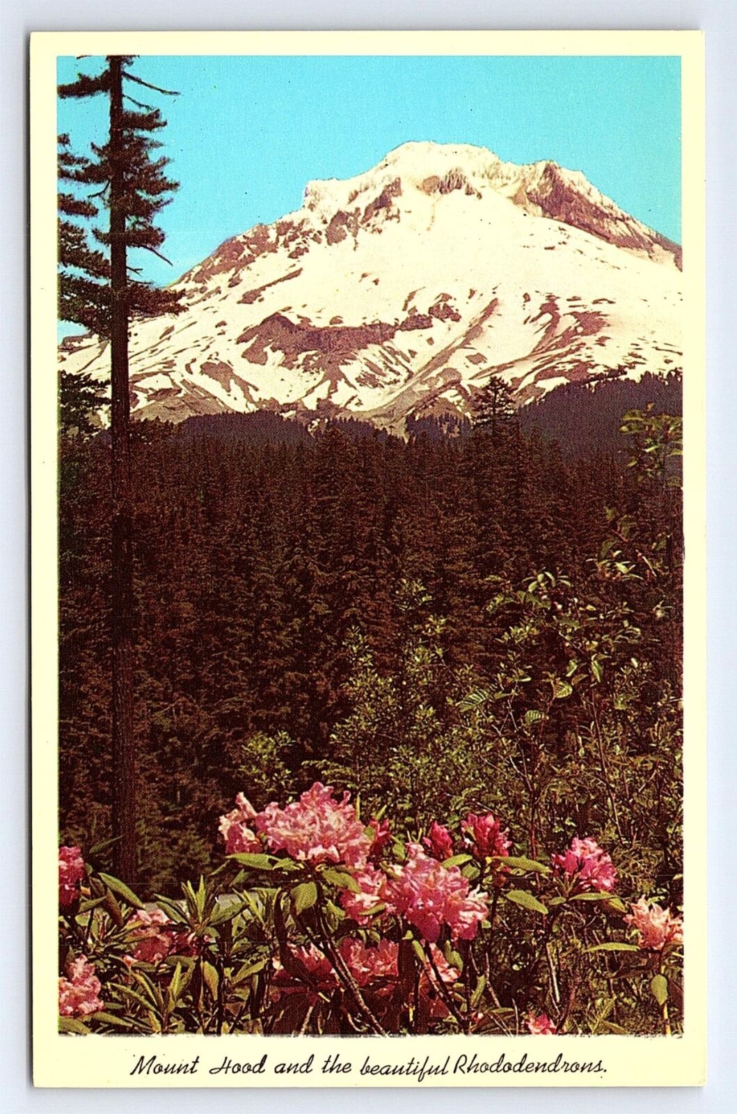 Postcard Mount Hood & Rhododendrons In Foreground Scenic Oregon