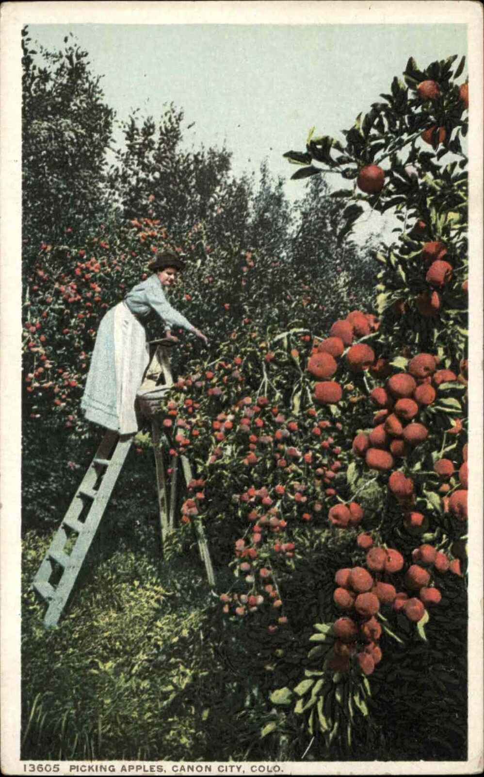 Canon City Colorado CO Picking Apples #13605 c1910 Detroit Publishing Postcard