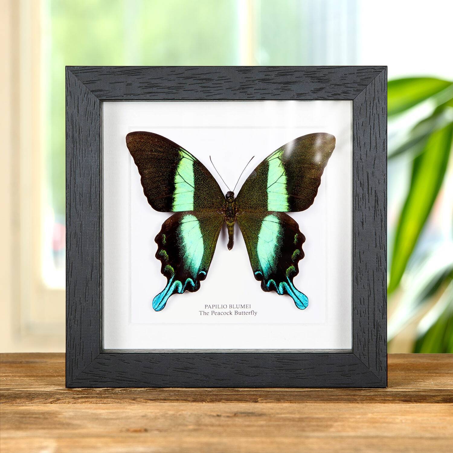 The Peacock Taxidermy Butterfly Frame (Papilio blumei)