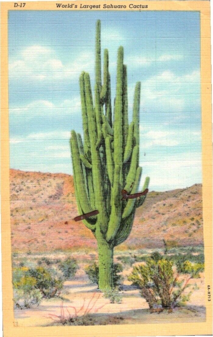 Postcard - World\'s Largest Sahuaro Cactus - AZ Arizona