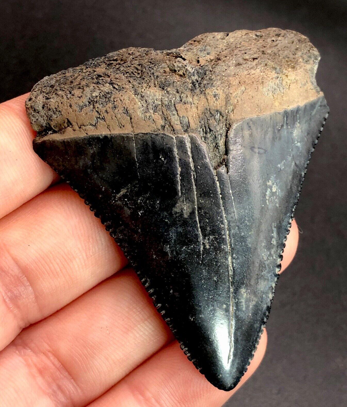 2.16” NC Great White Shark Tooth Fossil Sharks Teeth Fossils Ocean Ancient Meg