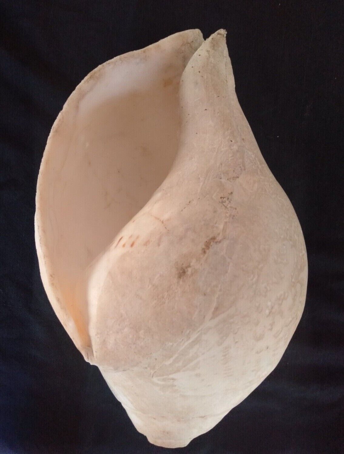 OLD Dakshinavarti Shankh Original Big Size polished Handed Natural Sea Shell