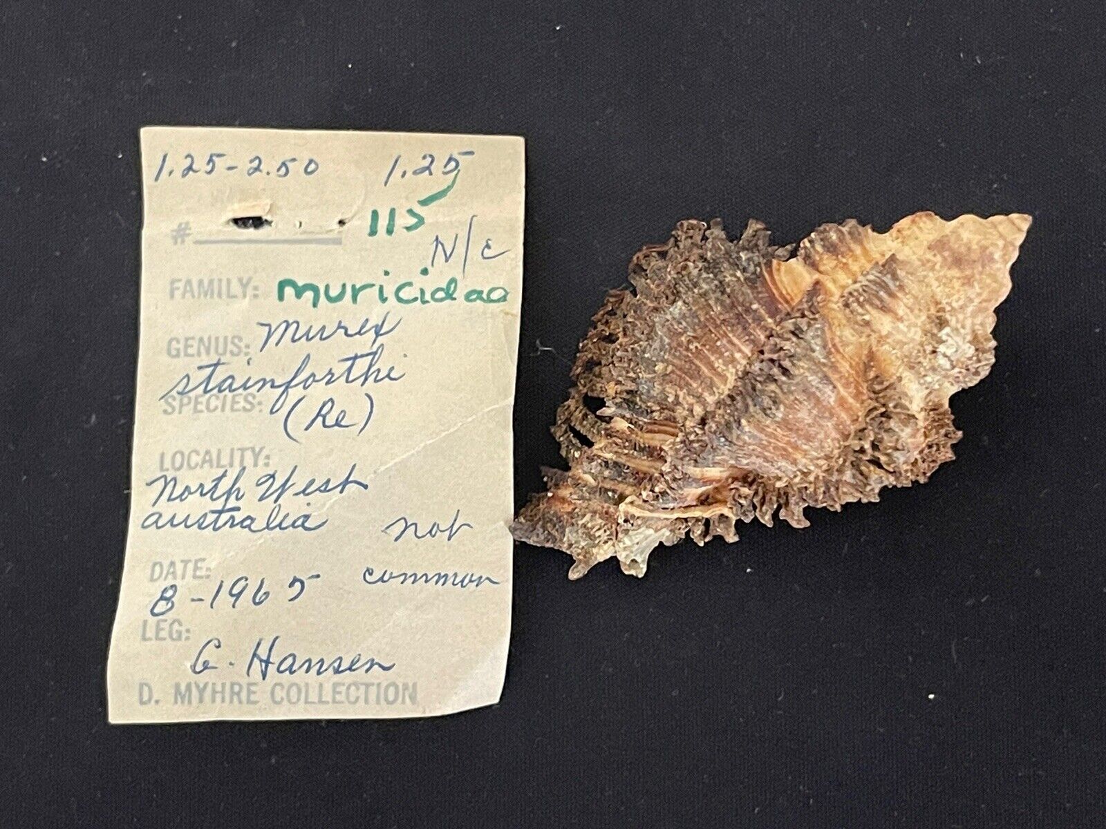 Muricidae Murex Stainforthi Shell - North West, Australia 1965 - Dark - 56.8mm