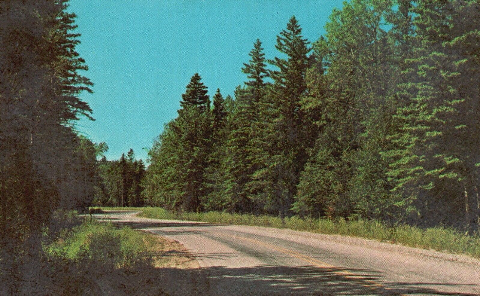 Postcard MI Michigan Woodland Drive Lush Roadway Chrome Vintage PC H9996