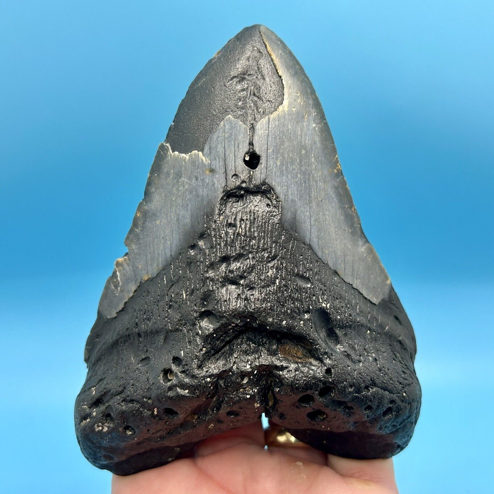 5.45” Massive Megalodon Shark Tooth - All Natural - No Restoration or Repair