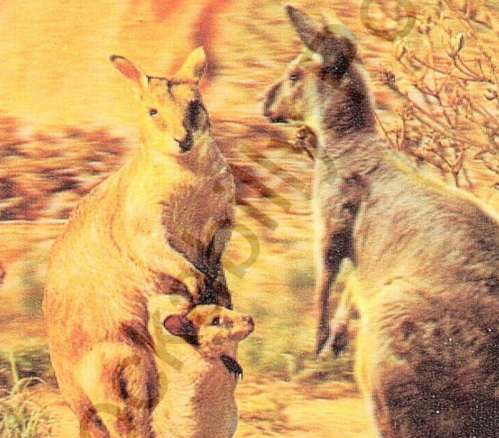 Vintage Lenticular 3-D Postcard Family of Kangaroos and Little Joey Japan