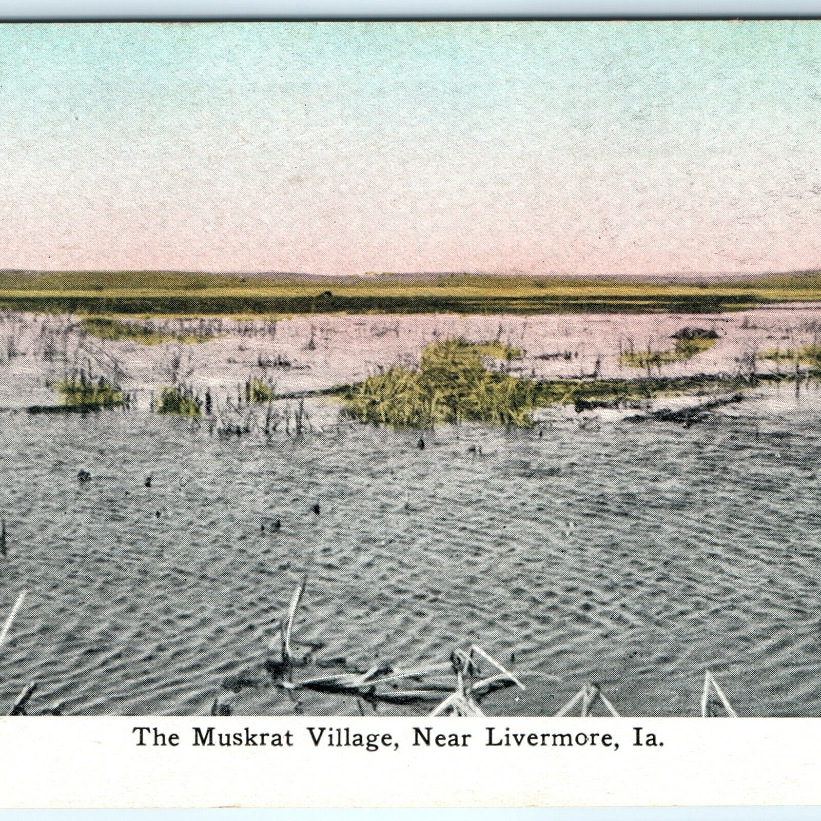 c1910s Livermore, IA Muskrat Village Swamp Litho Photo Hand Colored Postcard A25