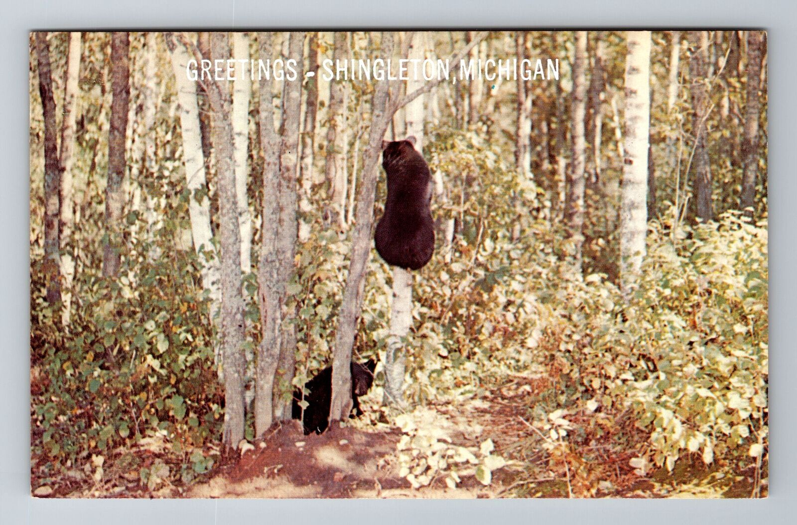 Shingleton, MI-Michigan, Scenic Greetings, Bear Climbing Tree, Vintage Postcard