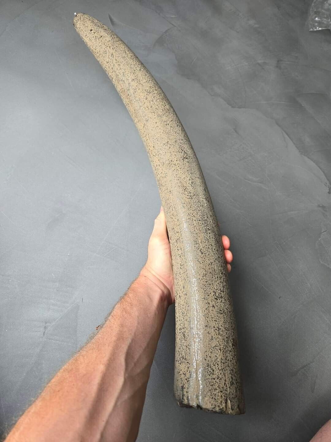 Ice Age Extinct Stegodon Tusk NO REPAIR COMPLETE Museum Quality Specimen Fossil