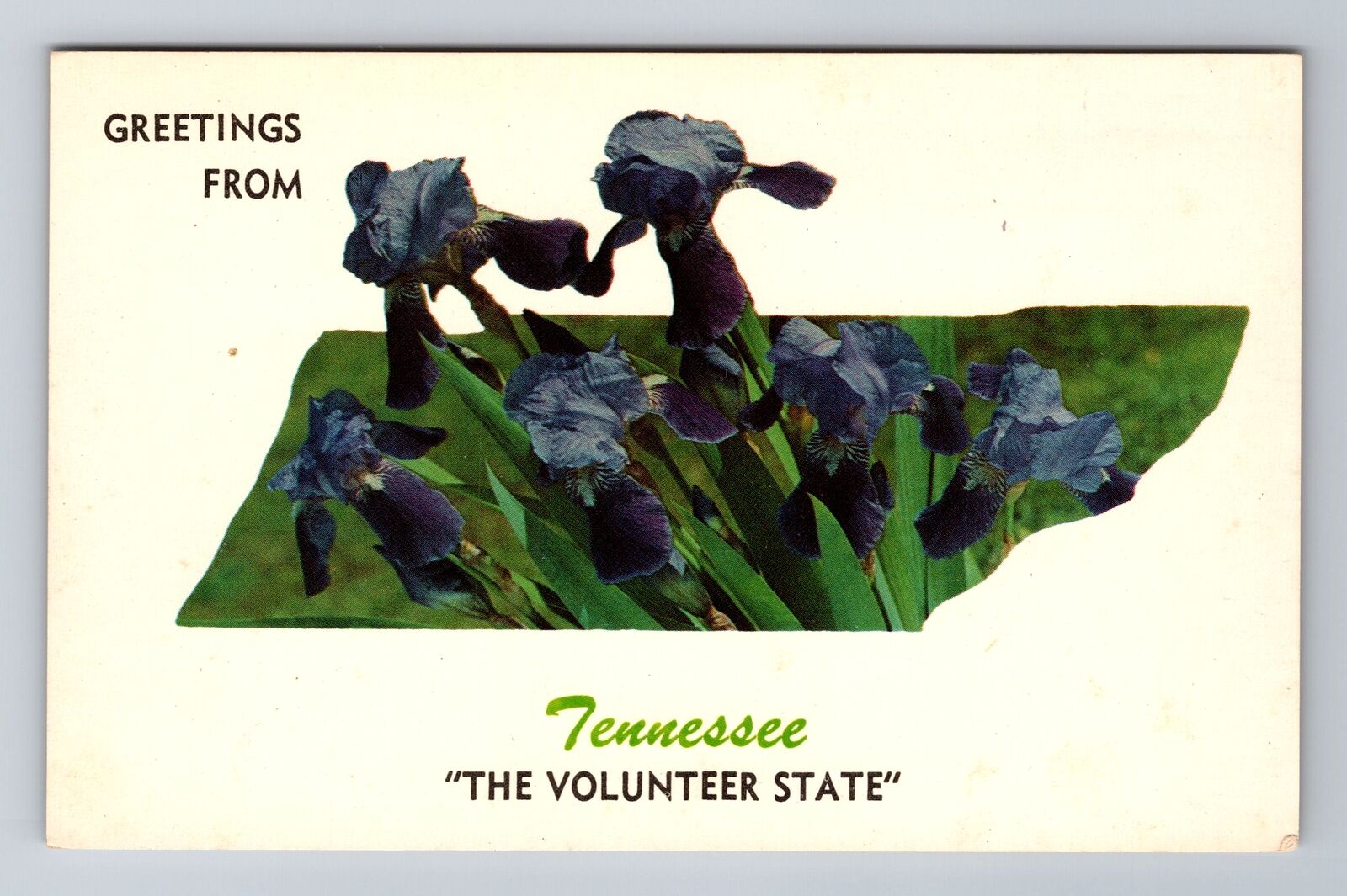 TN-Tennessee, General Greeting, Tennessee State Flower Souvenir Vintage Postcard
