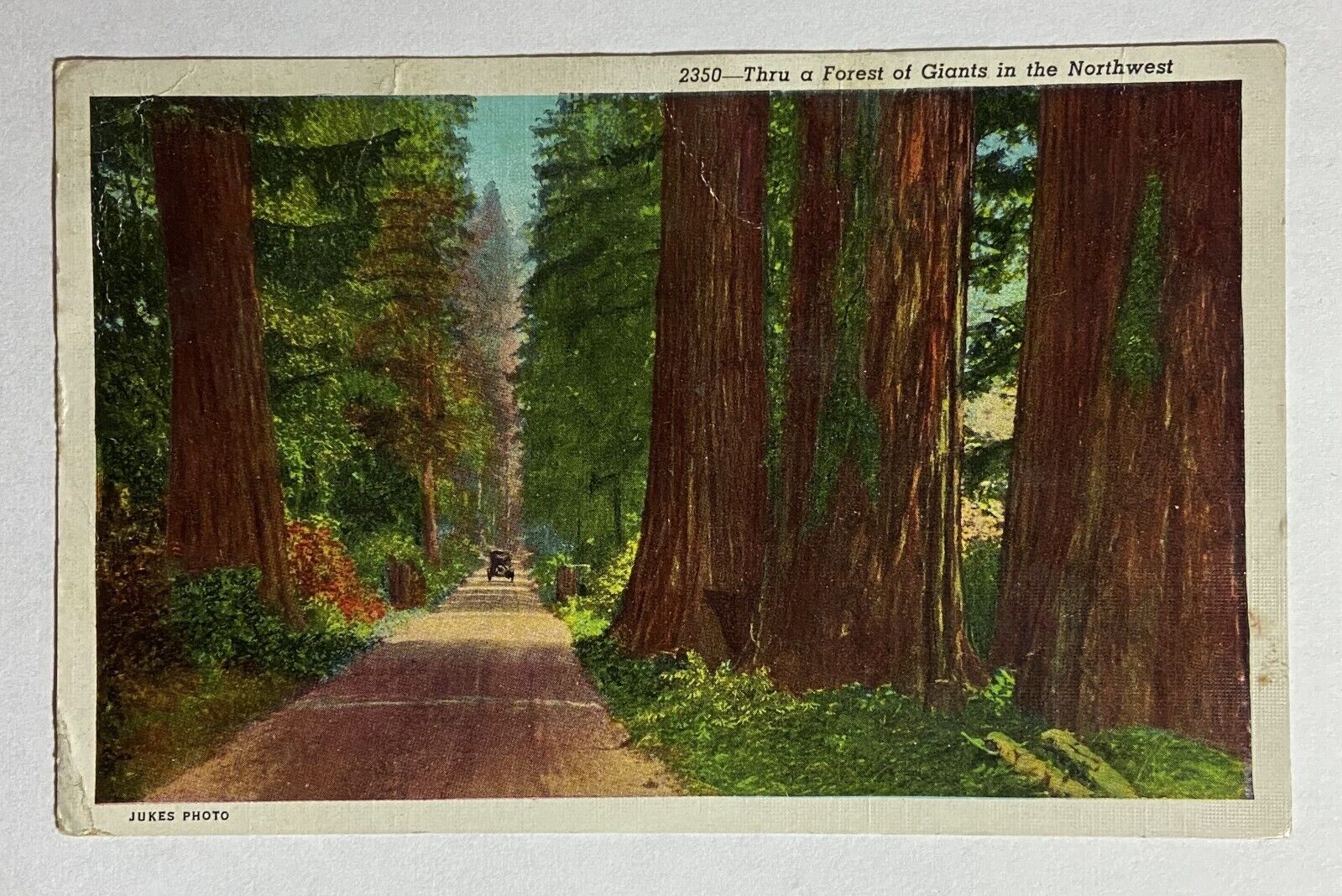 1947 Vintage Postcard Deer Giant Tree Forest & Car Lodge Montana Postmark Stamp