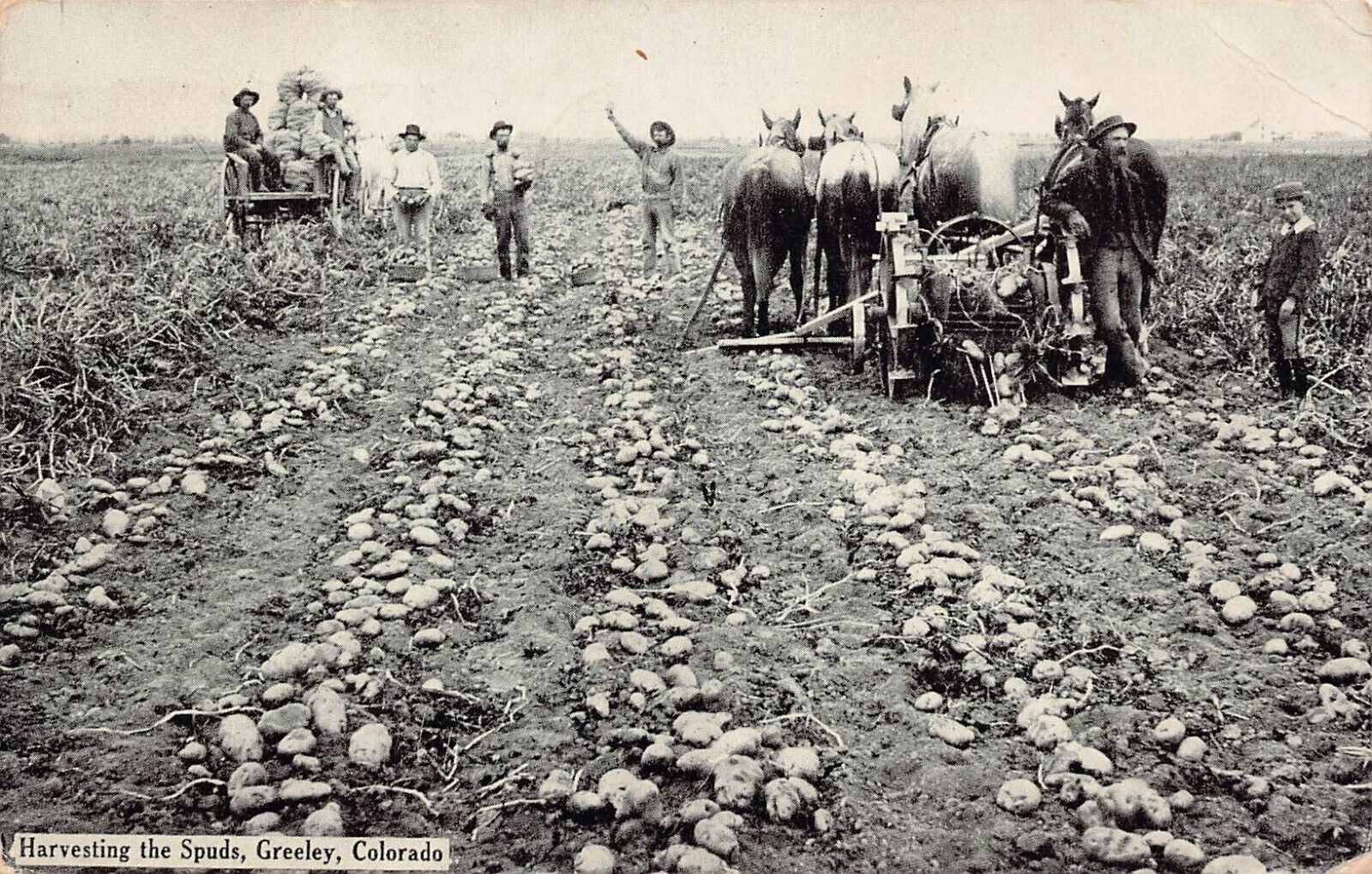 Greeley CO Colorado Potato Farm Harvester Tractor Horses Spuds Vtg Postcard A13