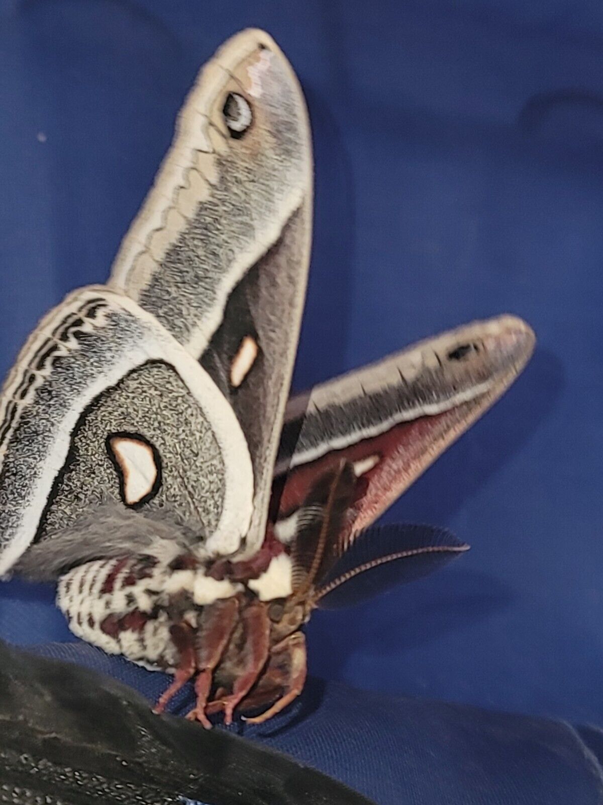 12x Cecropia Motheggs - LIVE - Beautiful Moths - Utah