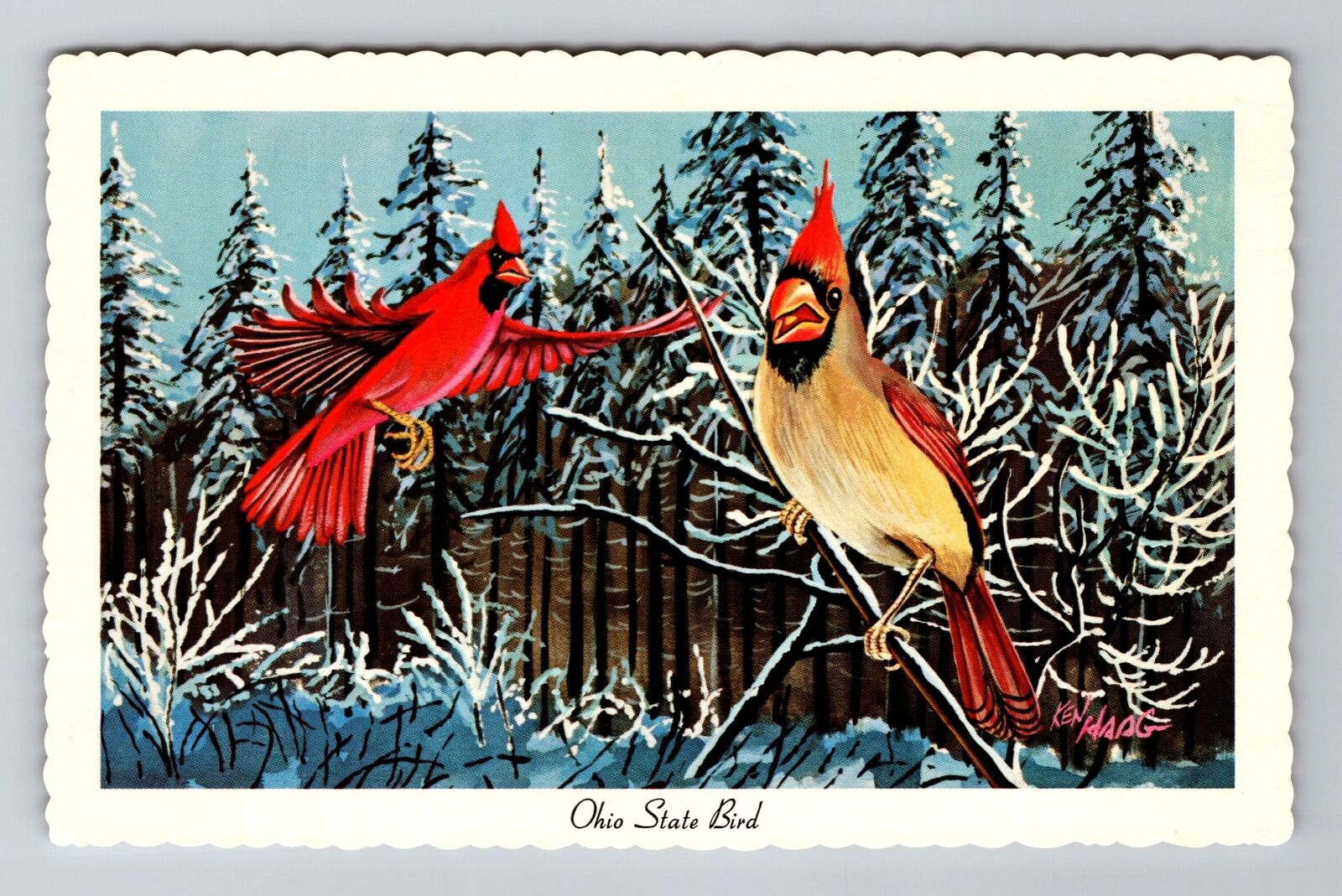 OH-Ohio, Cardinal, State Bird, Antique, Vintage Souvenir Postcard