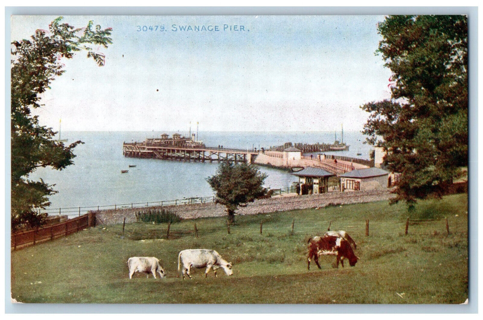 Dorset England Postcard Swanage Pier Cows at Farm c1910 Antique Unposted