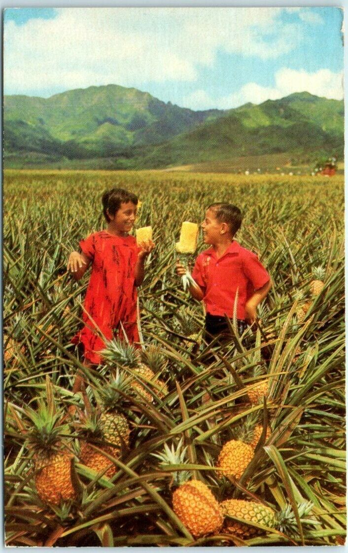 Postcard - Field Ripe Pineapples - Hawaii