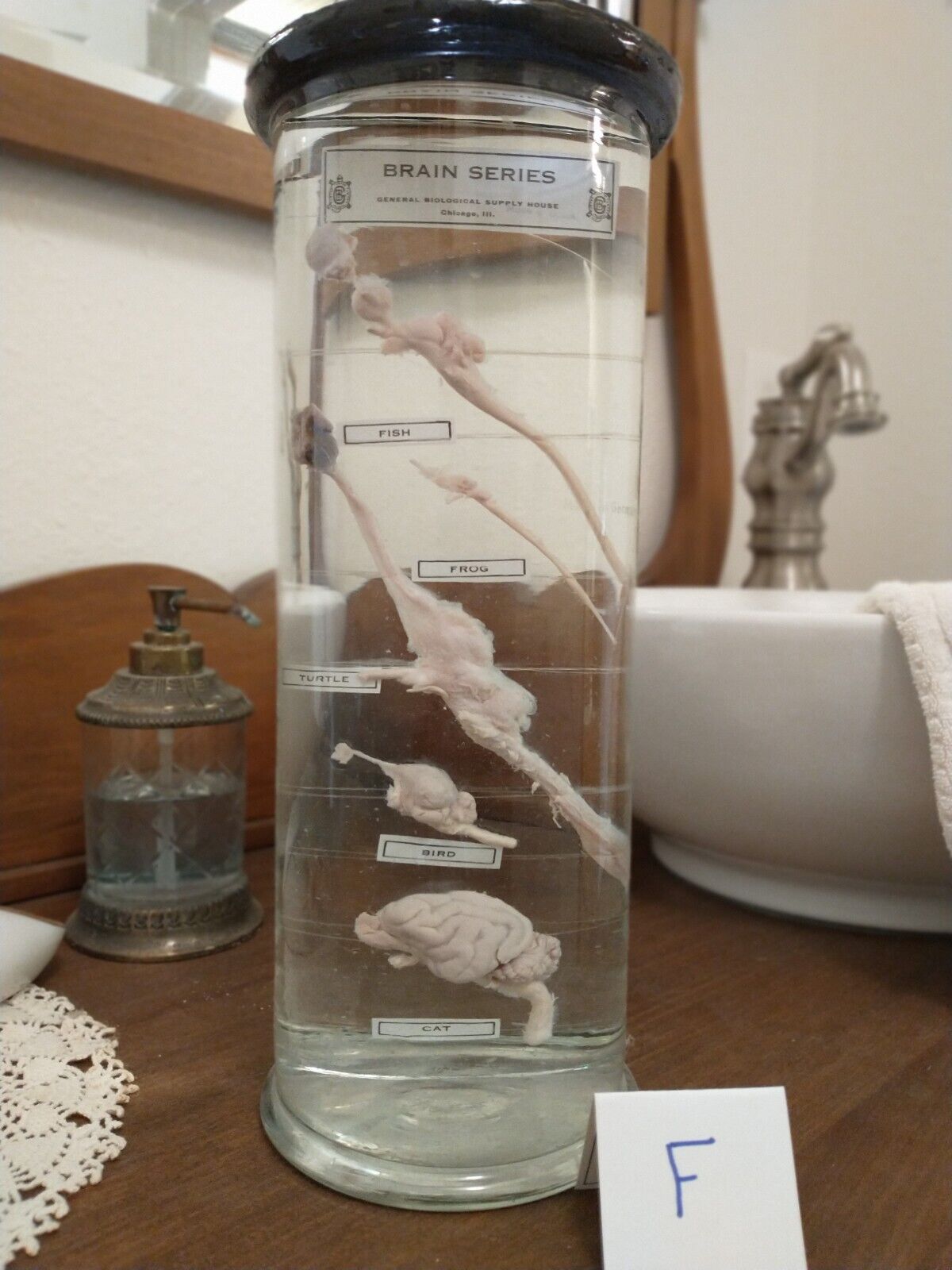 Antique Vintage Biological Wet Jar Specimen Vertebrate Brains; Fine cond.