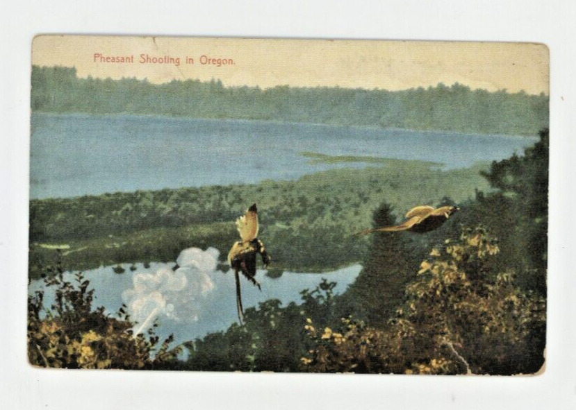Vintage Animal  Postcard   HUNTING   PHEASANT SHOOTING IN OREGON   POSTED  1908