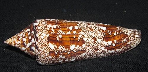 106 mm DARK PATTERN Conus Bengalensis Cone Seashell Phuket Thailand #AA9 RARE