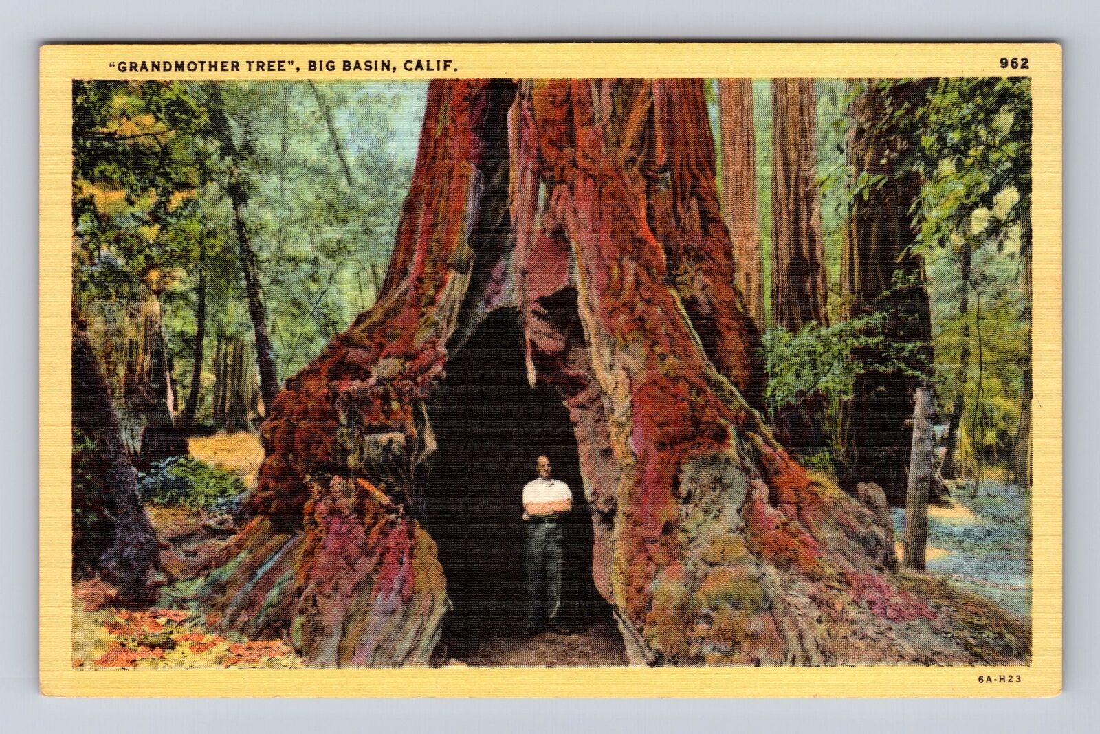 Big Basin CA-California, Grandmother Tree, Antique Vintage Souvenir Postcard