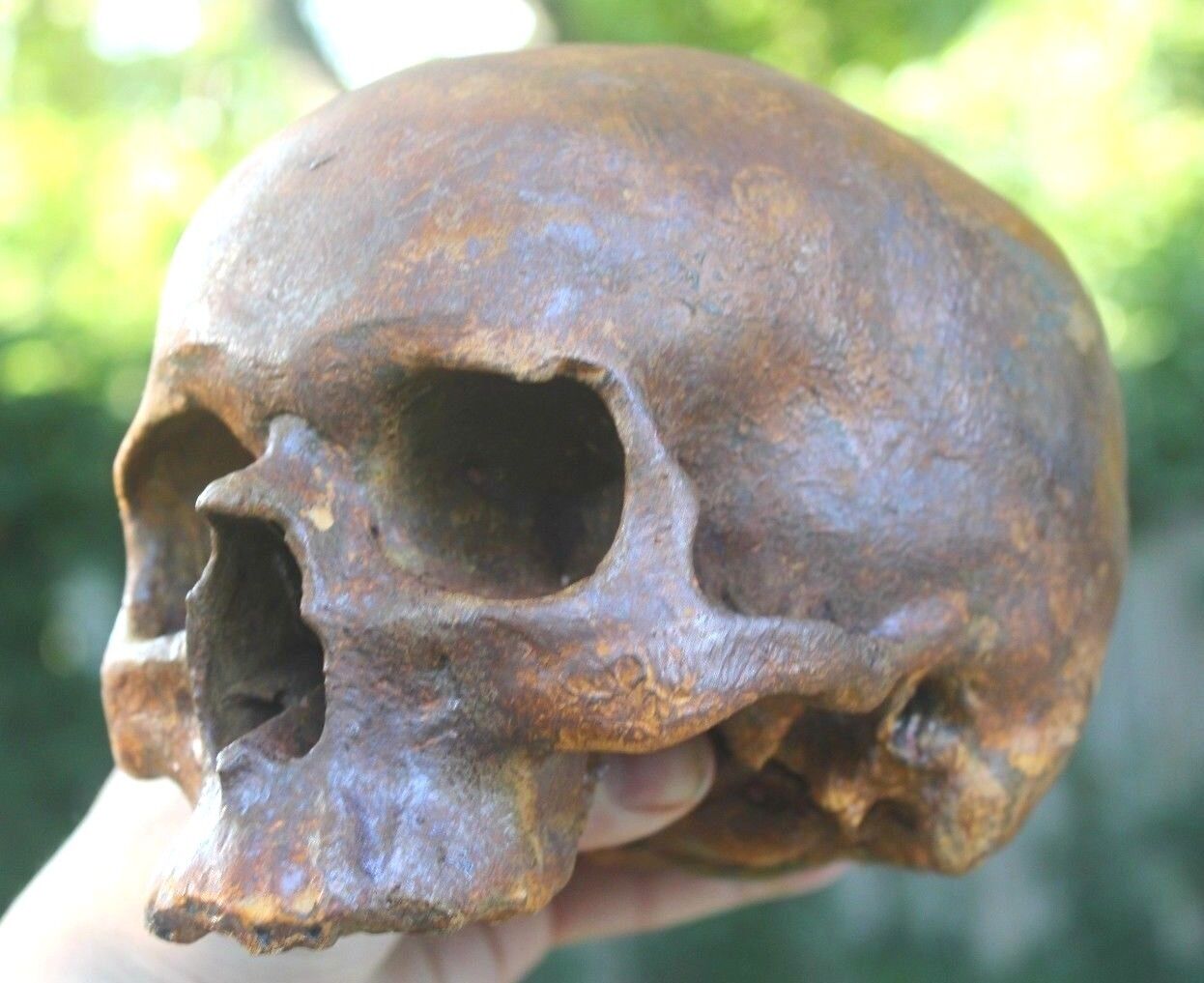 Human Skull Anatomical Medical Death Oddity Theater Funeral Postmortem Doctors