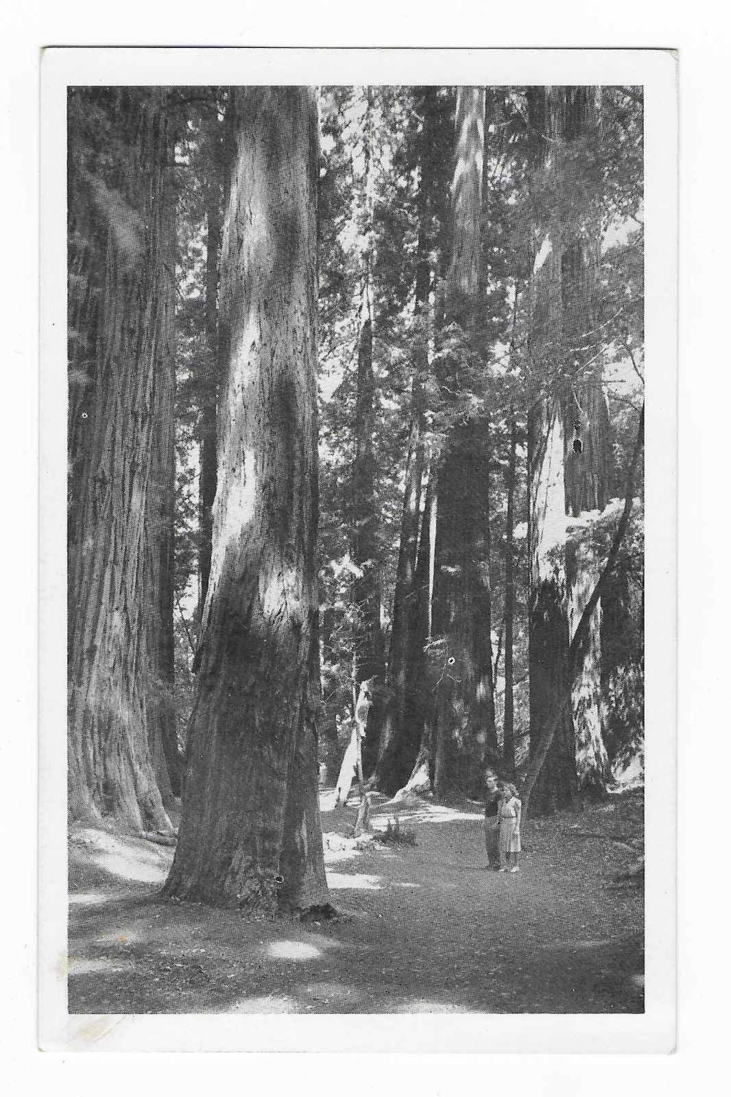 Vintage Postcard Muir Woods National Monument, CA Redwood Trees Sequoia RPPC UNP
