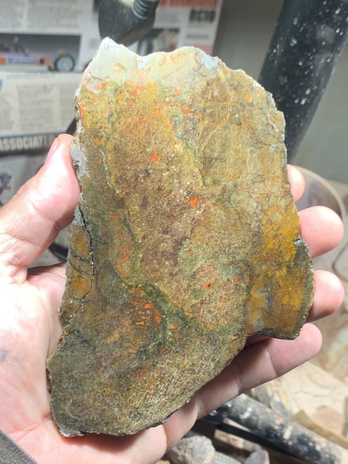 Agatized Utah Dinosaur gem bone rough **hxtled slab.