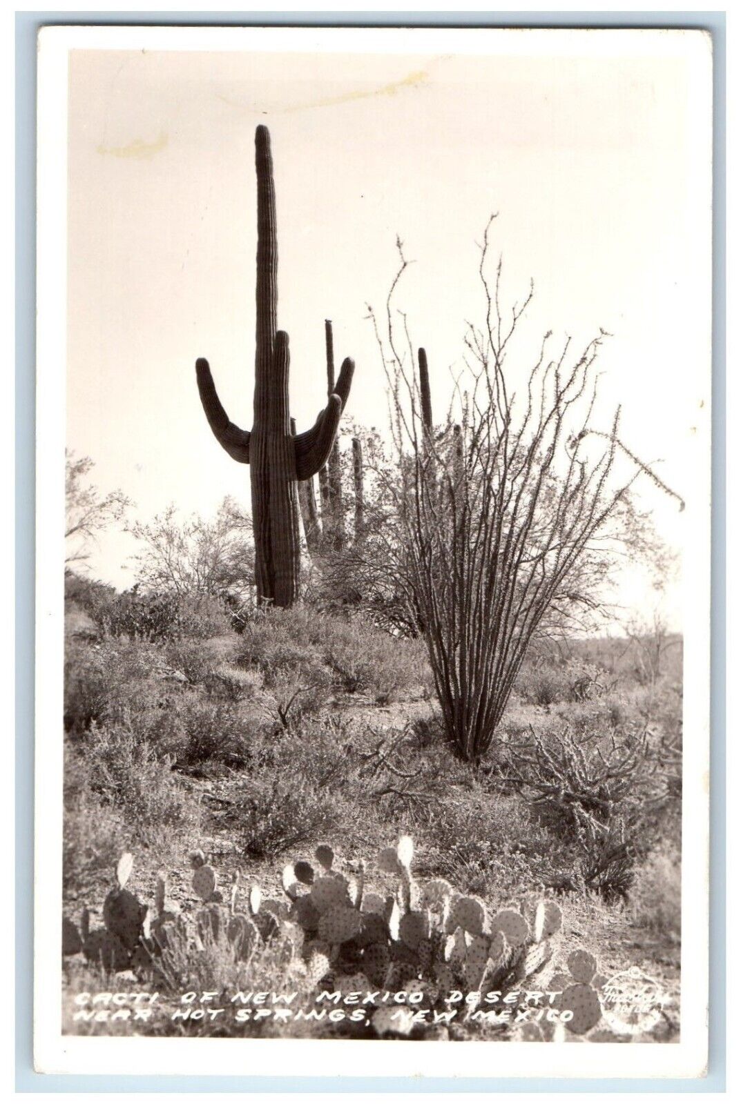 c1930 Cacti Cactus Desert Near Hot Spring New Mexico NM RPPC Photo Postcard