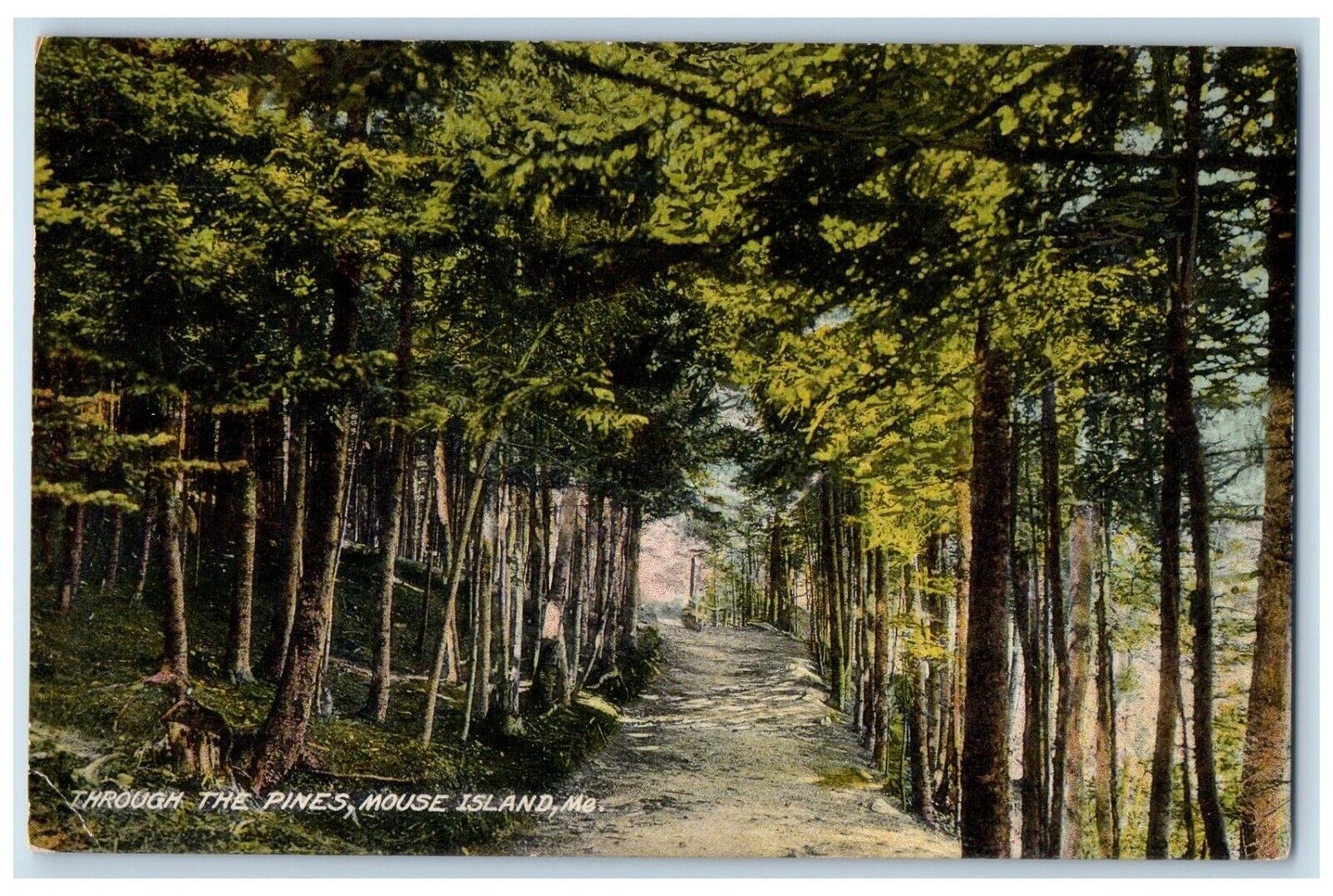 c1910\'s Through The Pines Forest Mouse Island Maine ME Unposted Antique Postcard