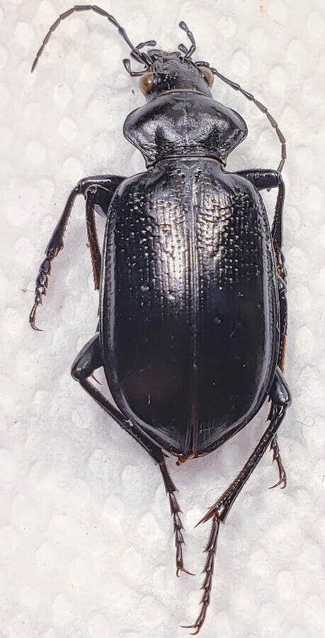Ground Beetle: Calosoma marginale (Carabidae) USA Coleoptera Insect