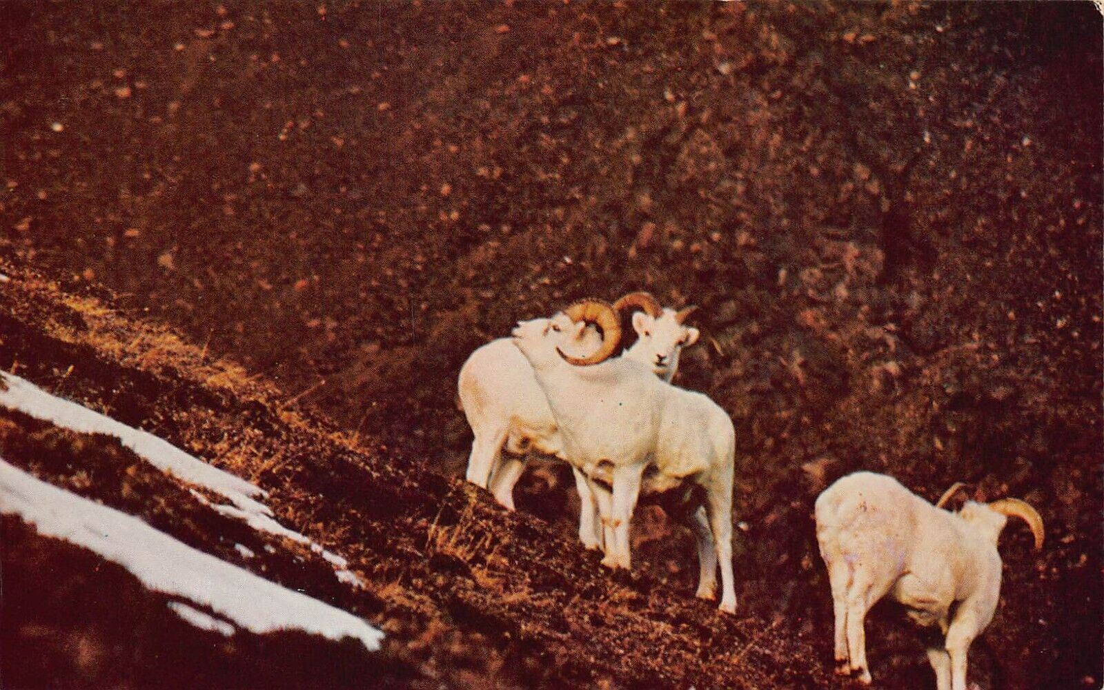 Richmond CA California Mountain Bighorn Sheep Family Goat Animal Vtg Postcard N3