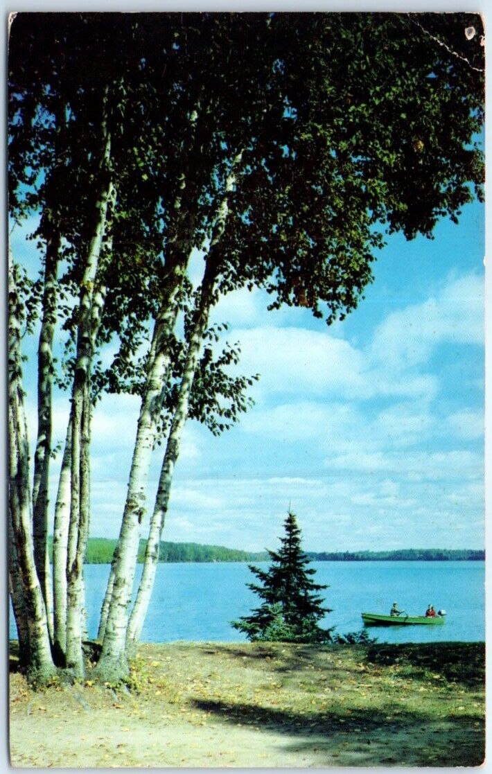 Postcard - Beautiful Birches
