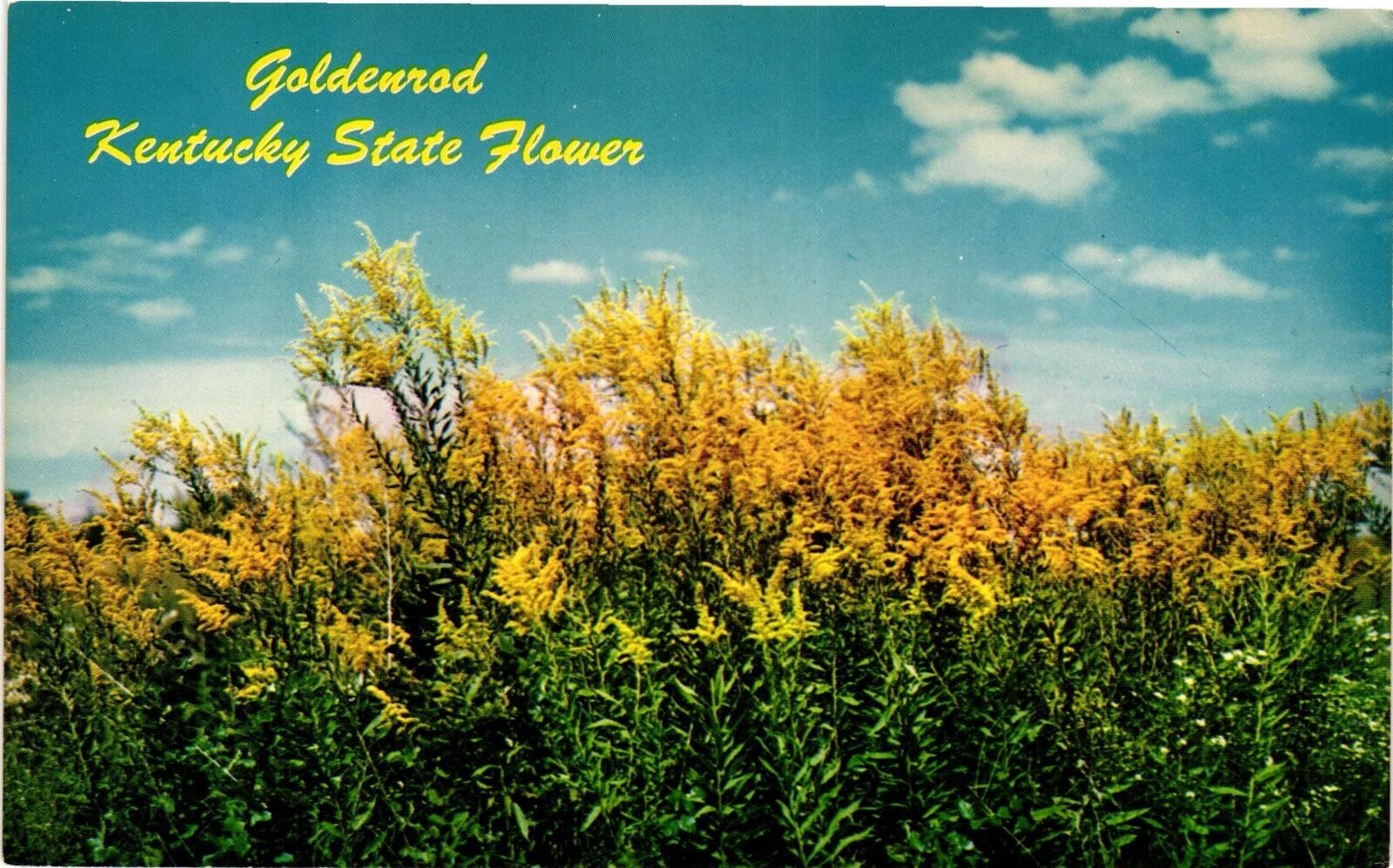 Vintage Postcard- GOLDENROD, KENTUCKY STATE FLOWER, KY. 1960s