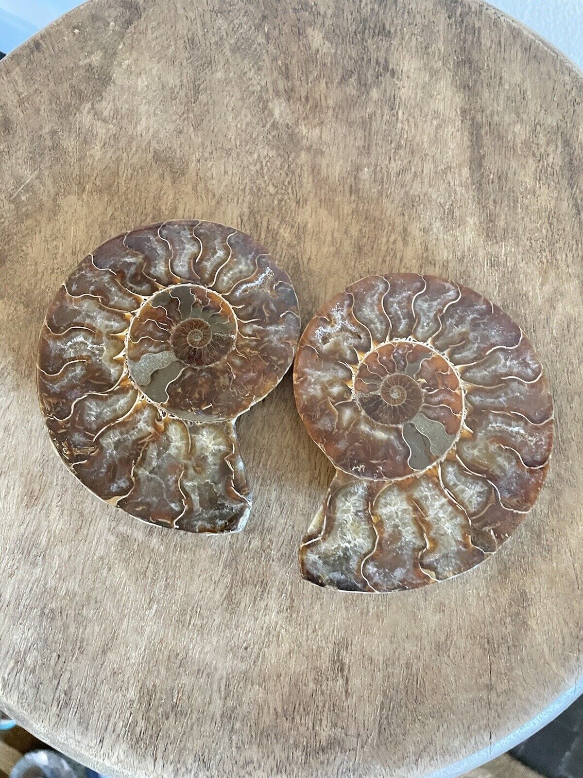 Large Premium Matched Polished Ammonite Pair Lapidary Specimen