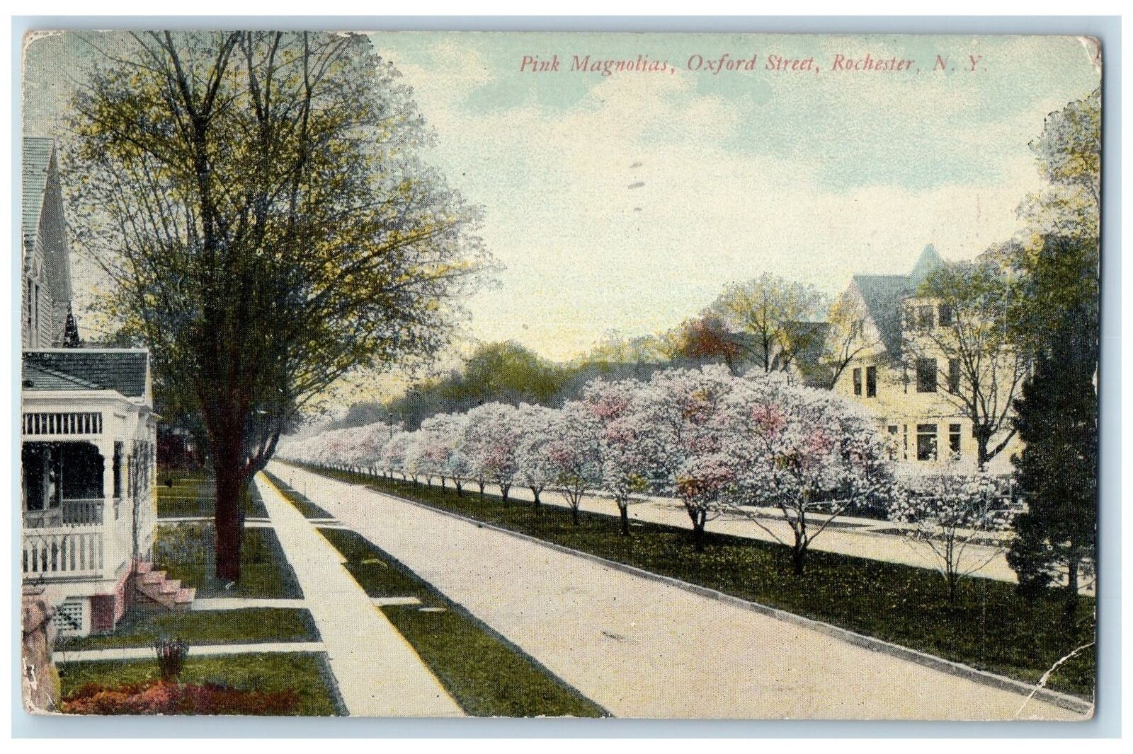 1912 Pink Magnolias Tree-lined Oxford St. Rochester New York NY Antique Postcard