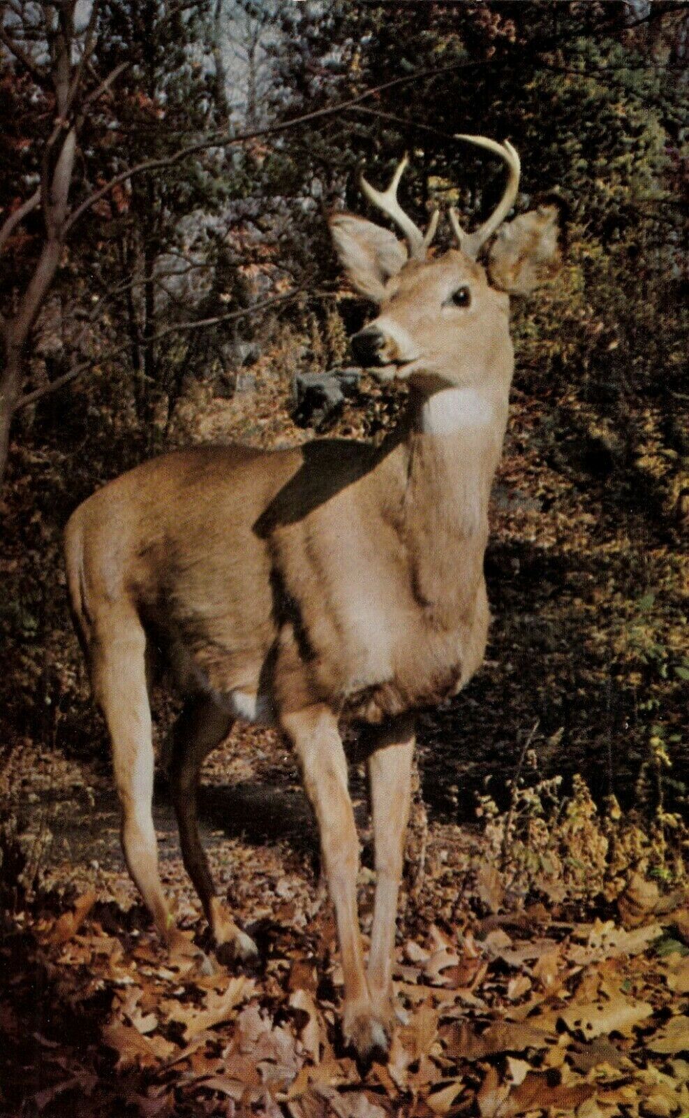 Vintage Deer Postcard  YOUNG DEER IN AUTUMN FOREST   UNPOSTED CHROME