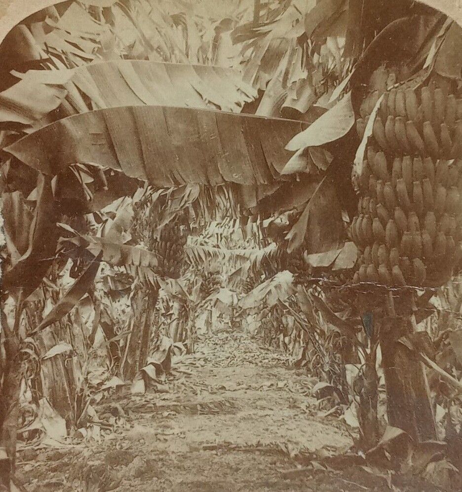 1896 Hawaiian Banana Plantation Strohmeyer Antique Stereoview Card Hawaii