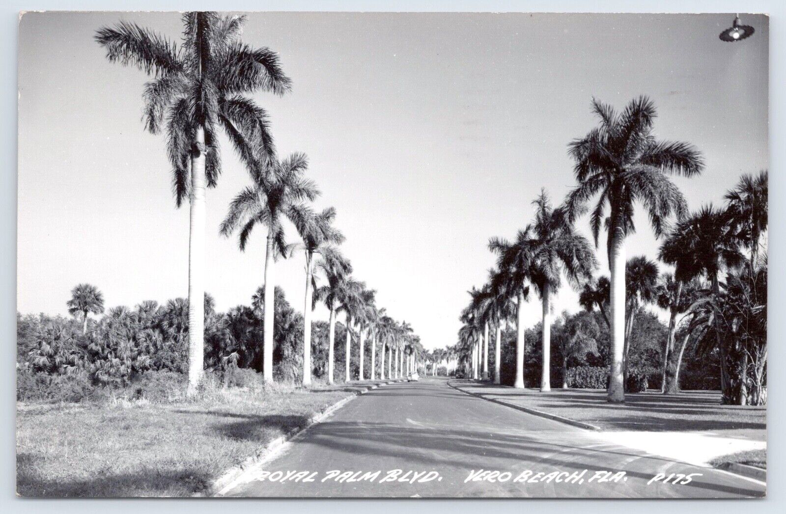1951 RPPC Royal Palm Blvd Vero Beach Florida Vtg Indian River County FL Postcard