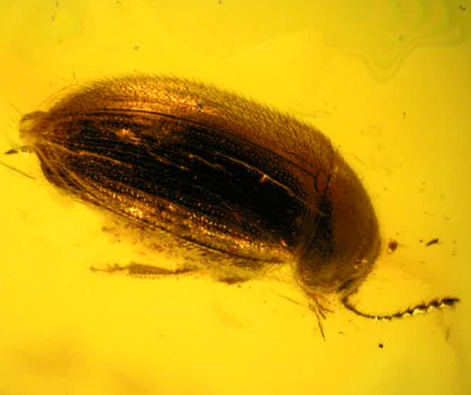 Bug in Amber - Coleoptera (Beetle)