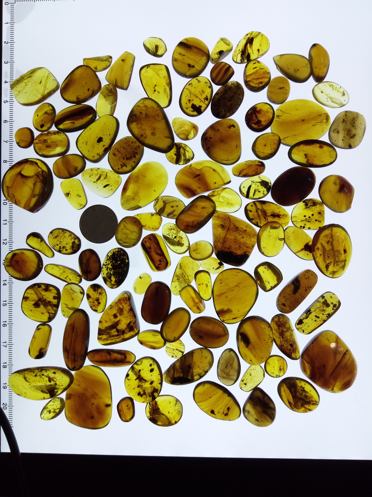 100PC Burmese burmite Cretaceous insect fossil amber Myanmar