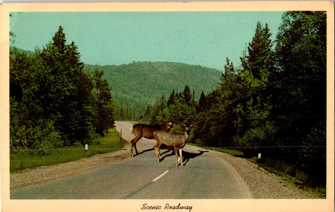 Scenic Roadway postcard. Minnesota    Deer